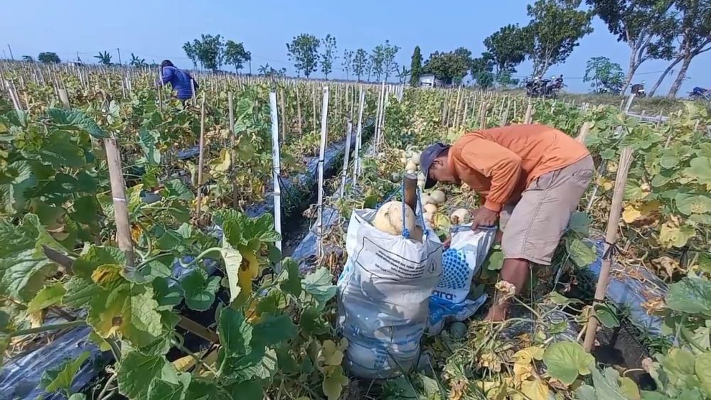 Musim Kemarau, Petani Melon di Madiun Malah Ketiban Berkah