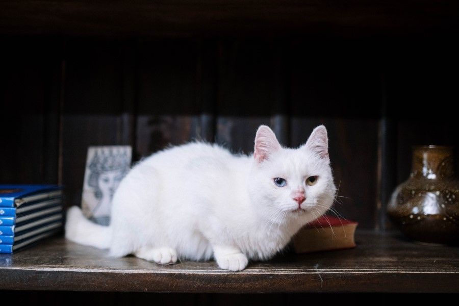 5 Signs that a Stray Cat Has Entered the House