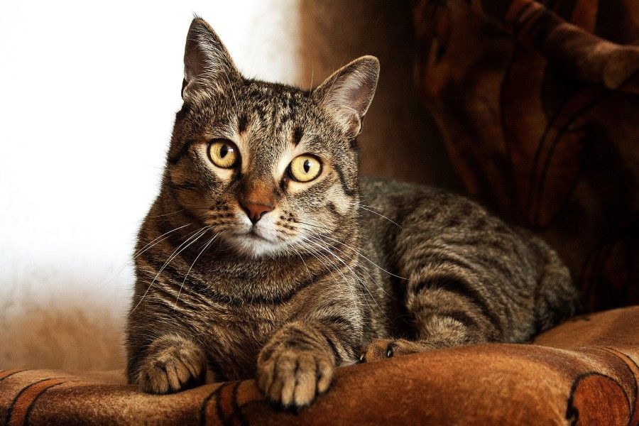 5 Signs that a Stray Cat Has Entered the House