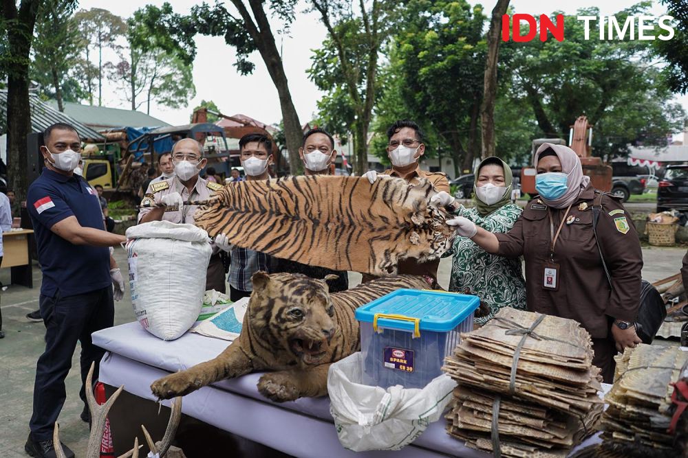 Awetan Satwa Perdagangan Ilegal Dimusnahkan, Harimau Mendominasi