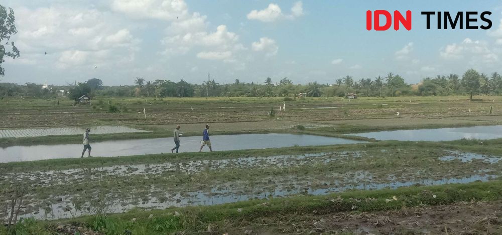 Mentan Minta Penjarakan Pejabat yang Berikan Izin Alih Fungsi Lahan  