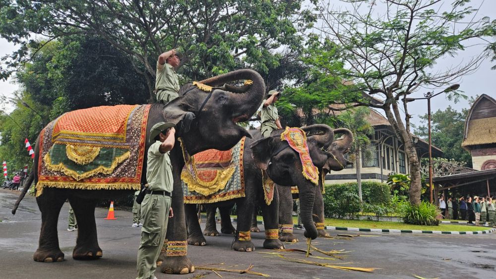 Ikut Upacara di Bali, Gajah Naikkan Belalai Saat Bendera Berkibar