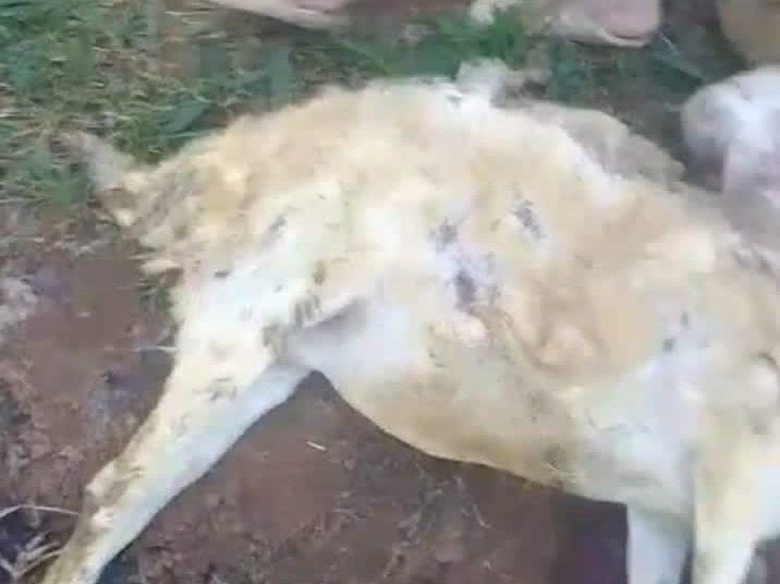 9 Kambing Warga Pedukuhan Batang Diterkam Harimau, Ditemukan Penuh Luka