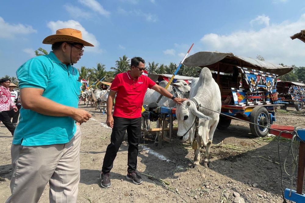 Festival Gerobak Sapi, Upaya Lestarikan Transportasi Tradisional