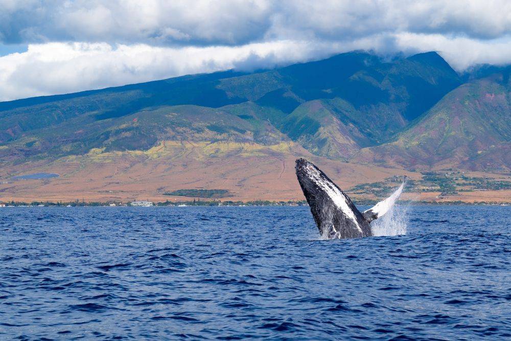 7 Fakta Unik Maui, Pulau Cantik di Hawaii yang Kini Hancur