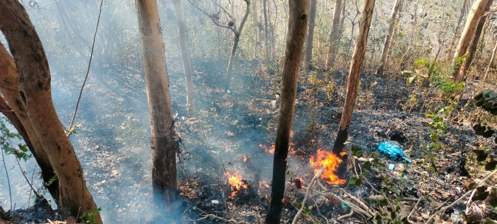 Hutan Seluas 7 Hektare di Nawungan Imogiri Bantul Terbakar