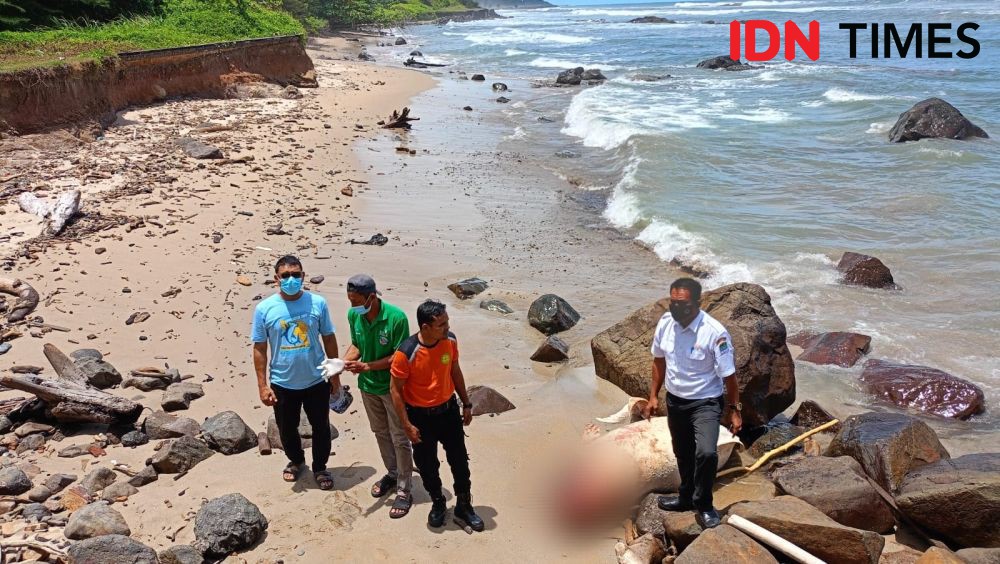 Ikan Duyung Sepanjang 2,4 Meter Ditemukan Mati di Pantai Aceh Jaya