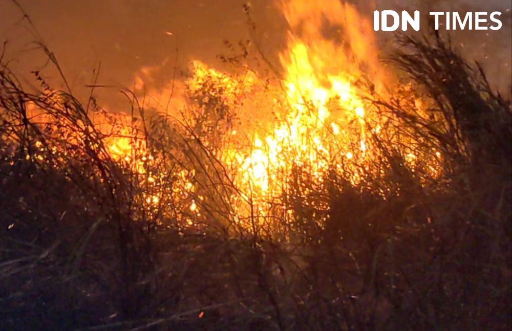 Ngeri! 63 Hektare Lahan Bandar Lampung Terbakar Kurun 2 Bulan