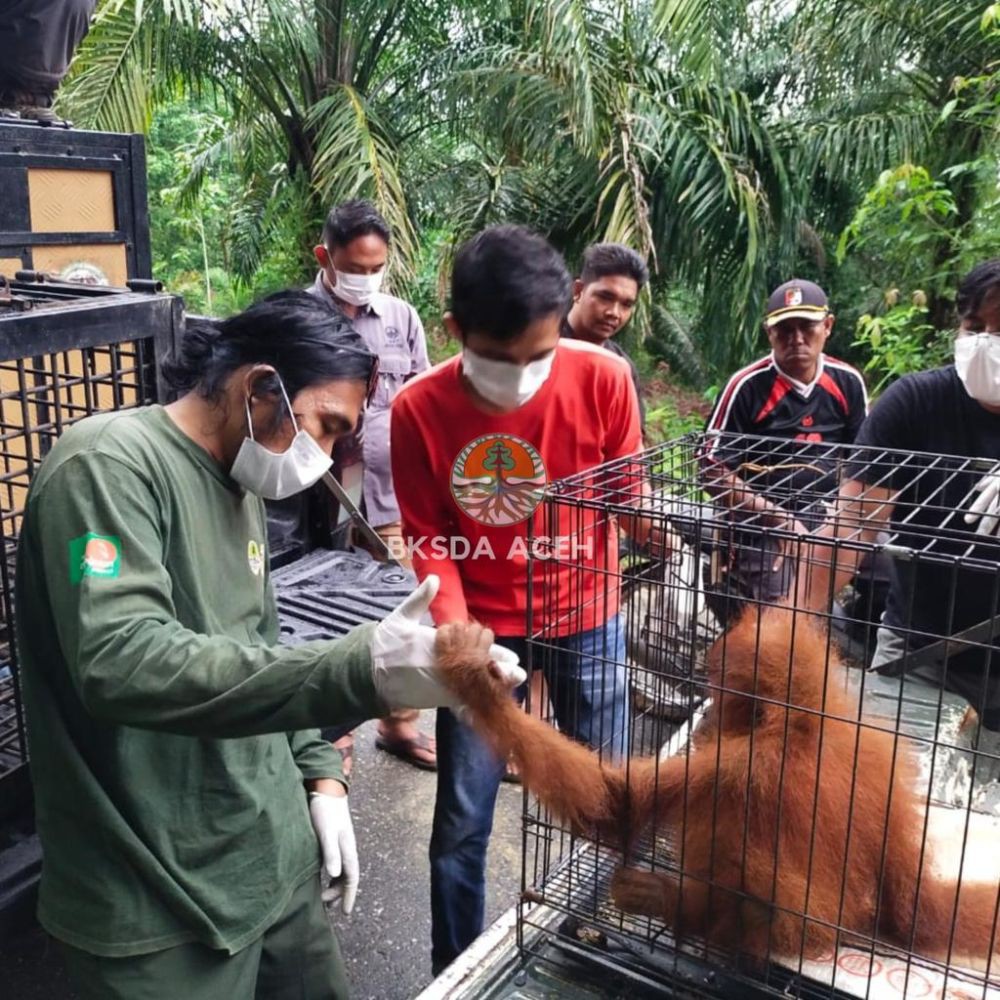 BKSDA Aceh Evakuasi Anak Orangutan dari Kebun Warga Subulussalam