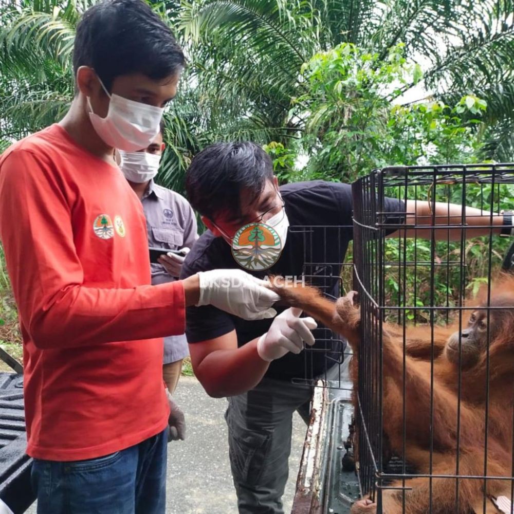 BKSDA Aceh Evakuasi Anak Orangutan dari Kebun Warga Subulussalam