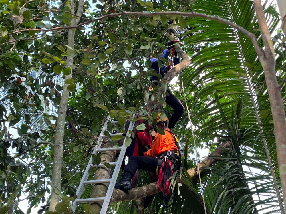 Warga Gempar, Mbah Asrofi Meninggal di Pohon saat Panen Jengkol