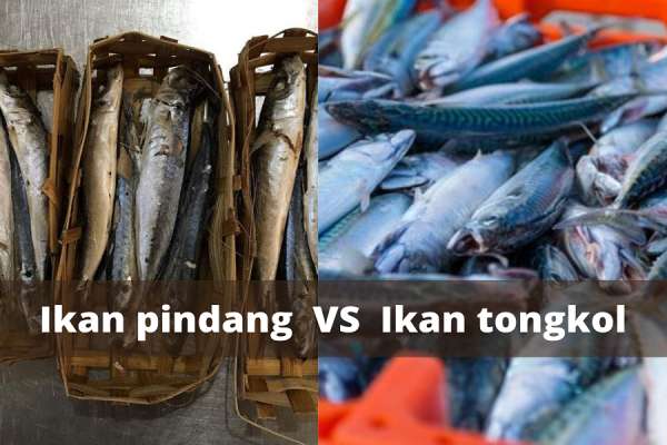 5 Perbedaan Ikan Pindang Dan Tongkol