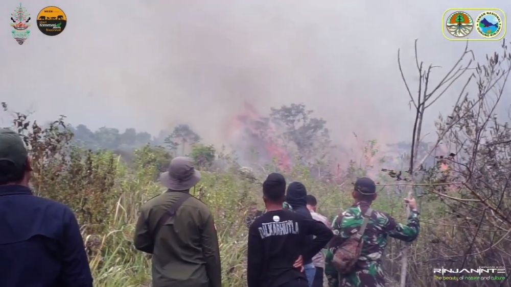 Gegara Puntung Rokok, Hutan Jati di Sumbawa Hangus Terbakar
