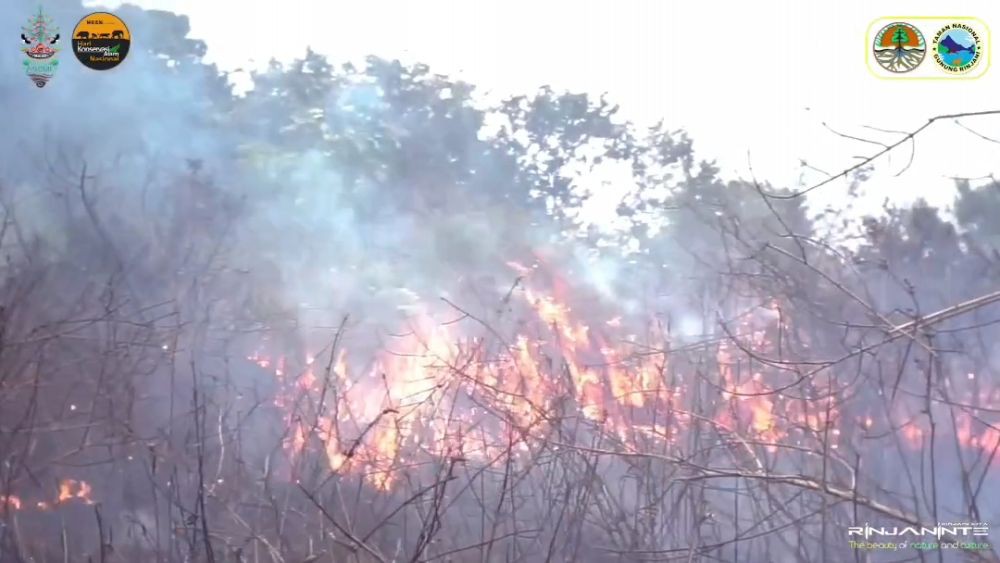 Gegara Puntung Rokok, Hutan Jati di Sumbawa Hangus Terbakar