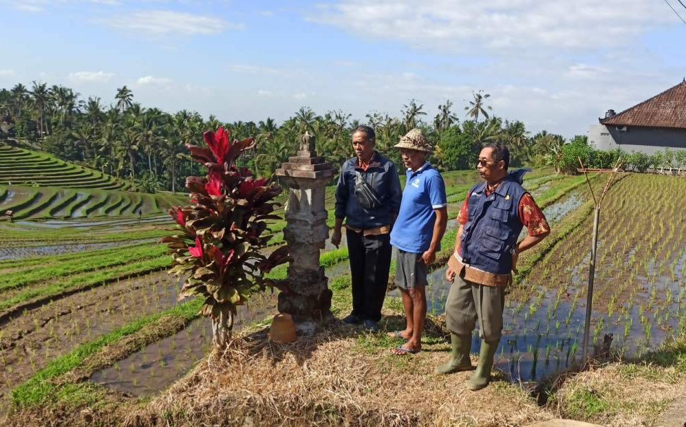 Tanam Jagung, Cara Petani Tabanan Produktif di Musim Kemarau