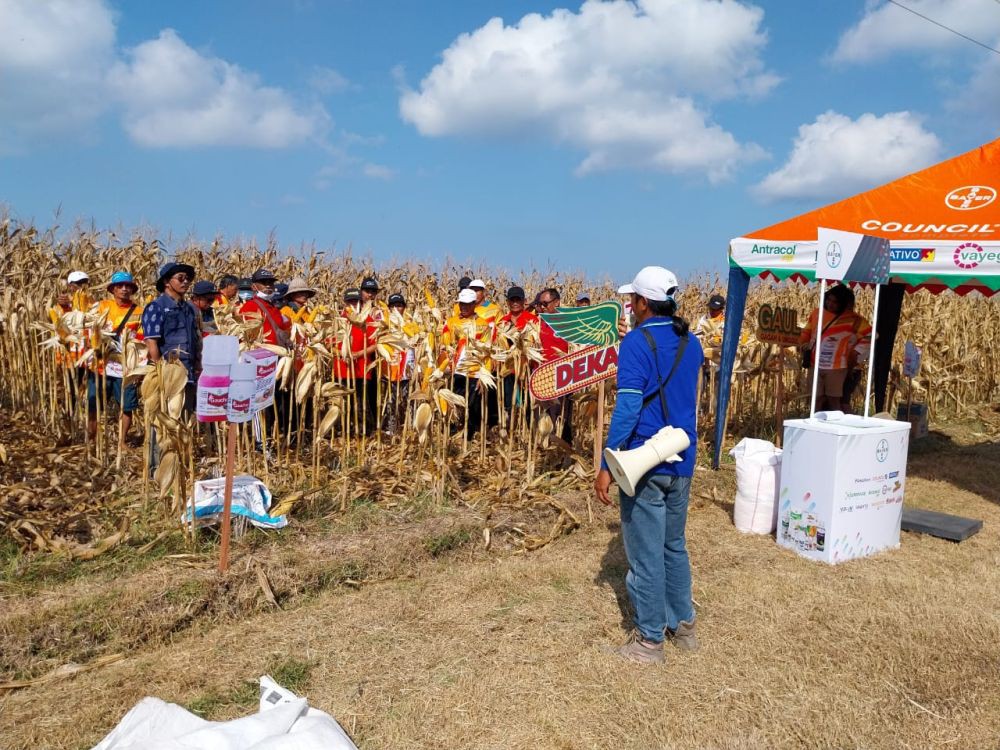 Tanam Jagung, Cara Petani Tabanan Produktif di Musim Kemarau