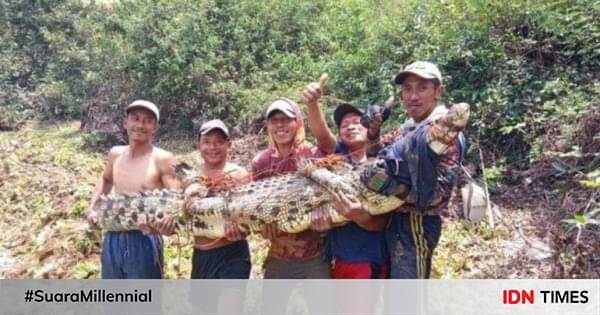 Warga Tangkap Buaya 3 Meter Pingsan Di Jaring Nelayan