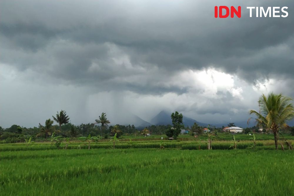 Pentingnya Asuransi Gagal Panen Padi Bagi Petani di Bali