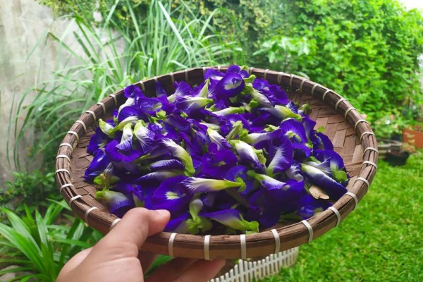 Resep Bunga Telang untuk Diet, Begini Cara Bikinnya yang Gampang
