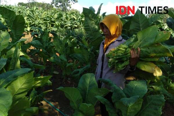 Petani Tembakau Di Selopamioro Bantul Raup Rezeki