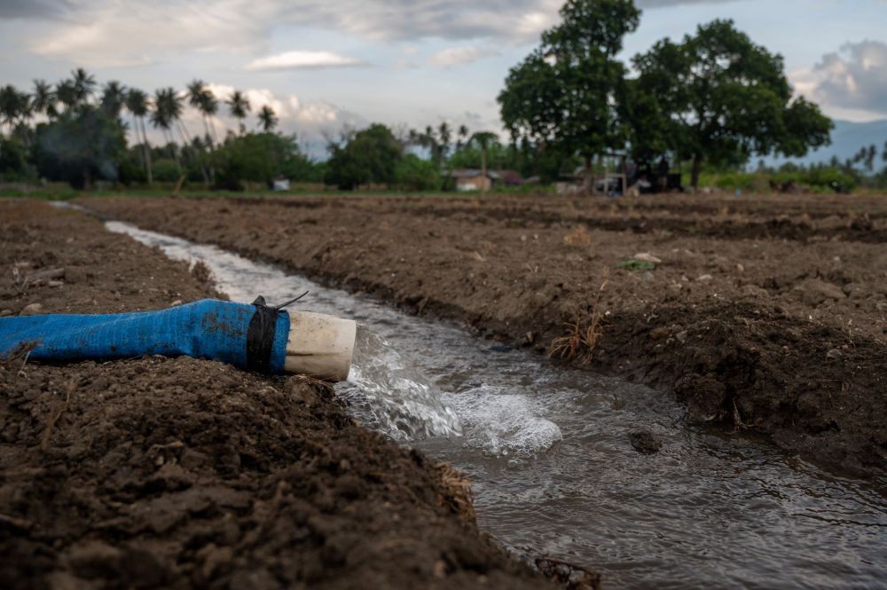 Sengatan El Nino Keringkan Sawah di Pelosok Negeri