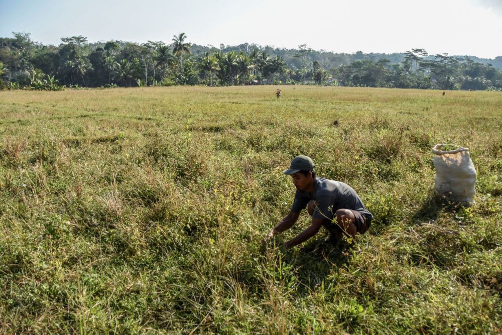 Sengatan El Nino Keringkan Sawah di Pelosok Negeri