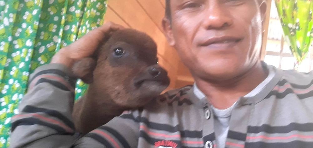 Cerita Warga Temukan Bayi Anoa di Gorontalo, Dirawat Selama 1 Bulan