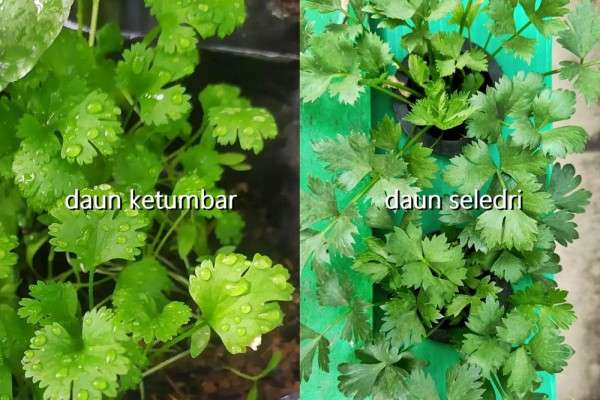 Perbedaan Daun Ketumbar Dan Seledri Yang Sering Dikira Sama