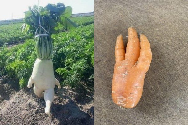 10 Potret Tumbuhan Berbentuk Nyeleneh, Ada Kelihatan Seram!