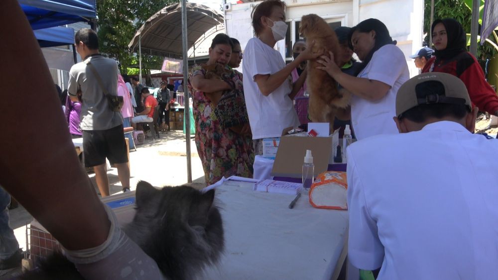 Pegiat Hewan Gelar Vaksinasi Kucing dan Anjing Gratis di Makassar