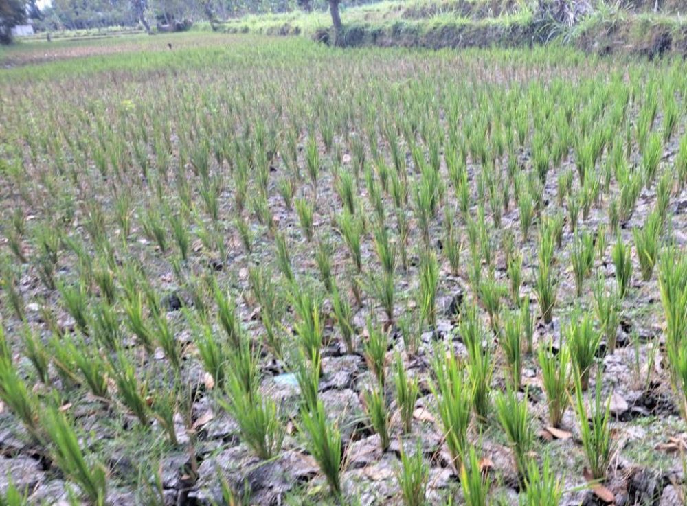 Ratusan Hektare Jagung Terancam Puso, Warga Bima Salat Minta Hujan