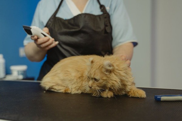 5 Manfaat Lion Cut bagi Kesehatan Bulu dan Kulit Kucing