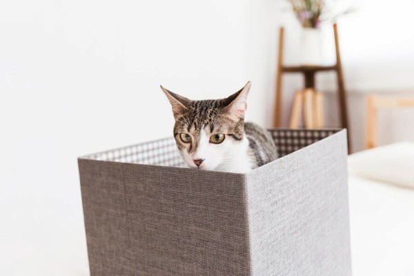 4 Ciri-Ciri Kucing Mau Buang Air Besar, Pet Owner Wajib Tahu!
