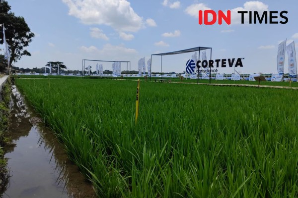 Kemarau! Petani di Klaten Keluhkan Hama Wereng Hingga Tikus Mengganas