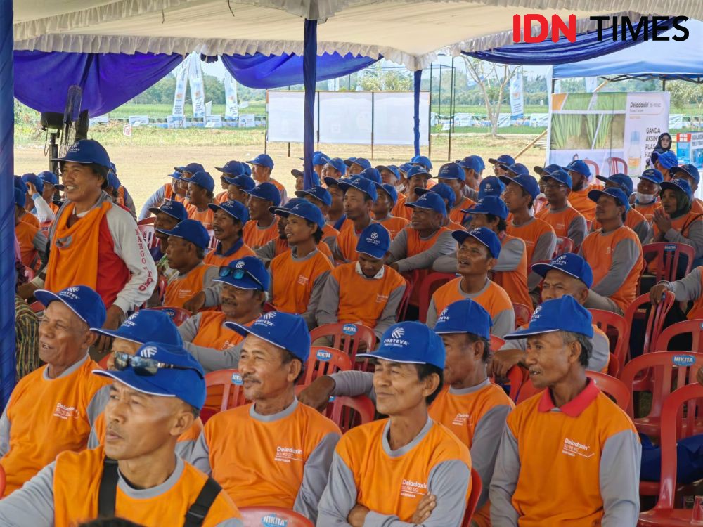 Kemarau! Petani di Klaten Keluhkan Hama Wereng Hingga Tikus Mengganas