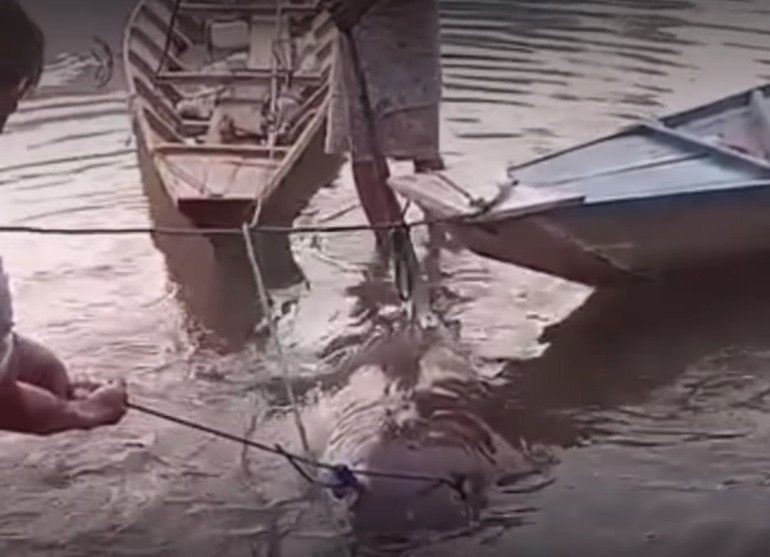 2 Ikan Pari Raksasa Dilindungi Terjerat Jaring Nelayan di OKU Sumsel