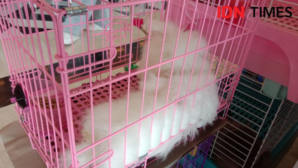 Lucunya Kelinci-Kelinci Berkompetisi di Rabbit Show Makassar