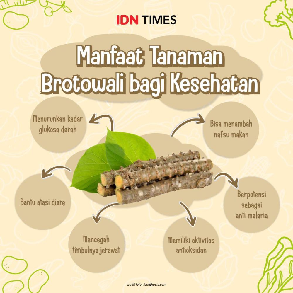 #GiziLokal: 6 Manfaat Brotowali bagi Kesehatan, Sudah Tahu Belum?