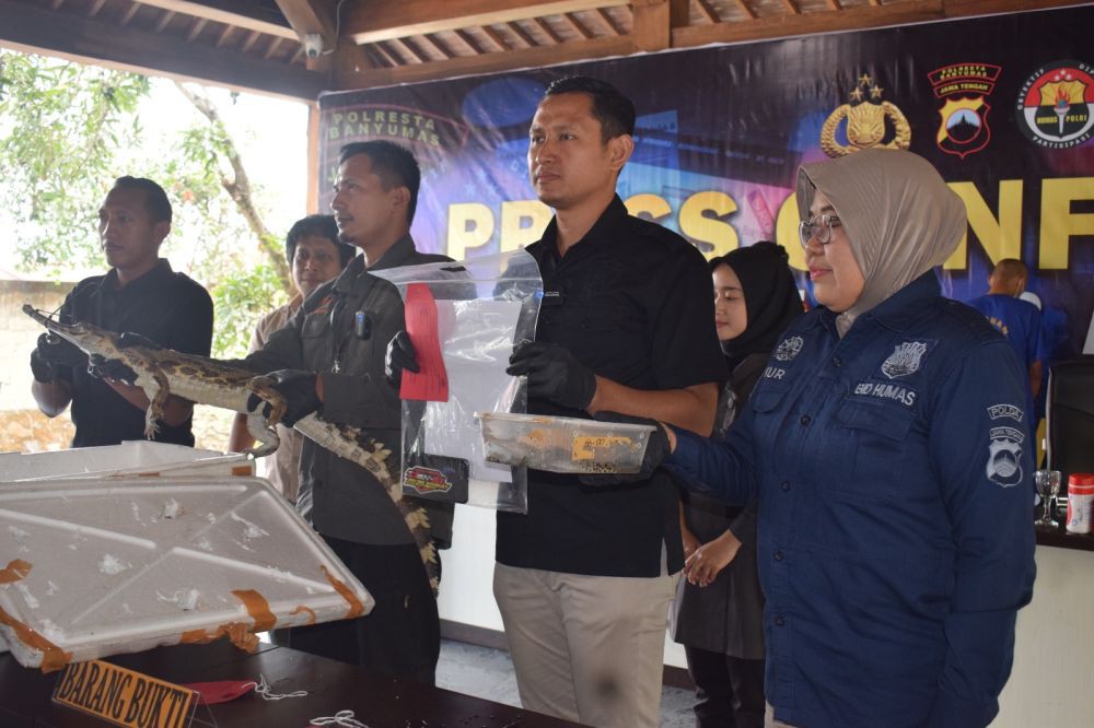 Warga Purbalingga Ditangkap Tawarkan Buaya Senyulong Lewat Medsos