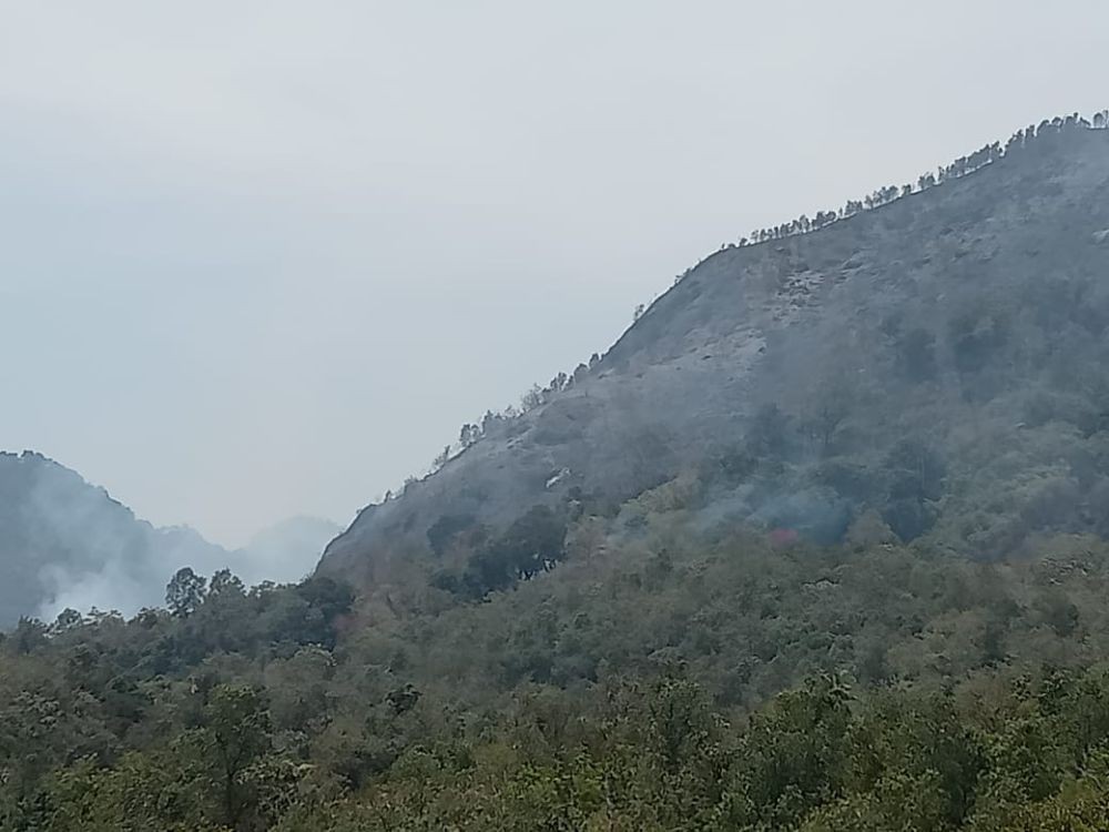 Bukit Lanap Lahat Terbakar, Hutan Seluas 3 Hektar Hangus