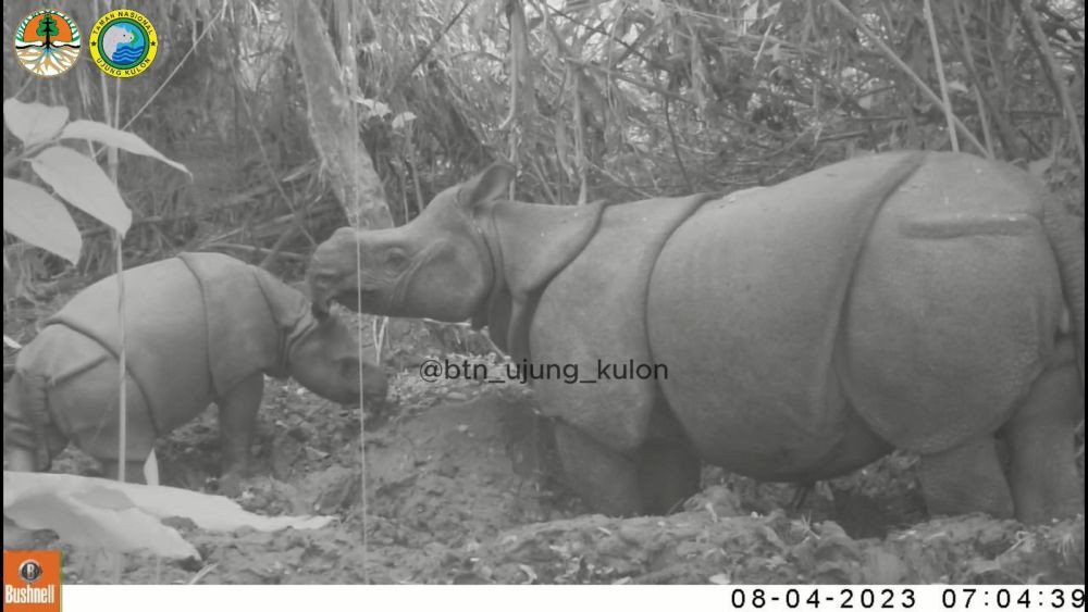 Kabar Gembira, Anak Badak Jawa Baru Terekam di TNUK 