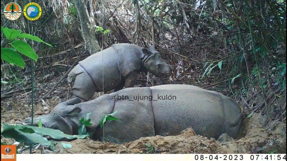 Kabar Gembira, Anak Badak Jawa Baru Terekam di TNUK 