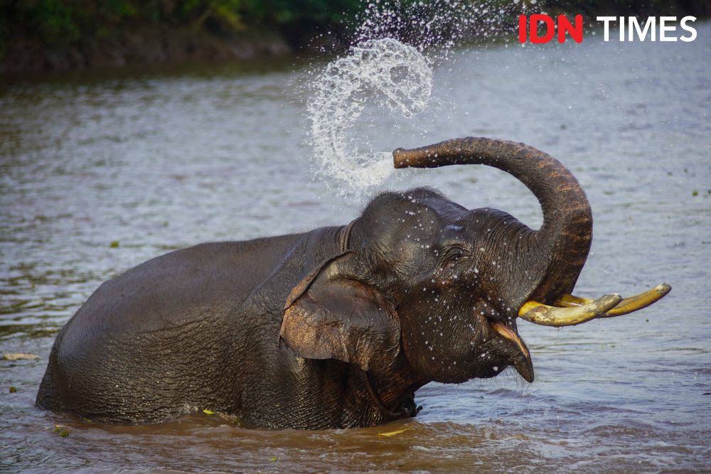 Fakta Gajah Sumatra, Ciri Fisik hingga Ancaman Kepunahan
