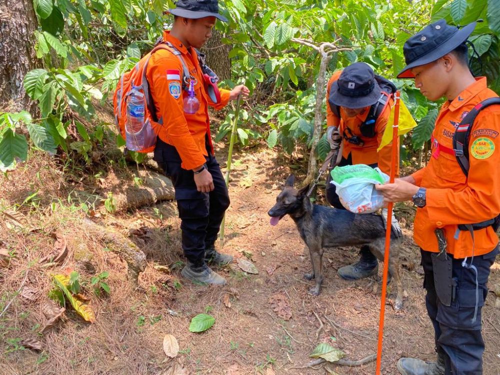 Berburu Luwak, Mbah Suwardi Raib di Hutan Pinus Lerep Ungaran