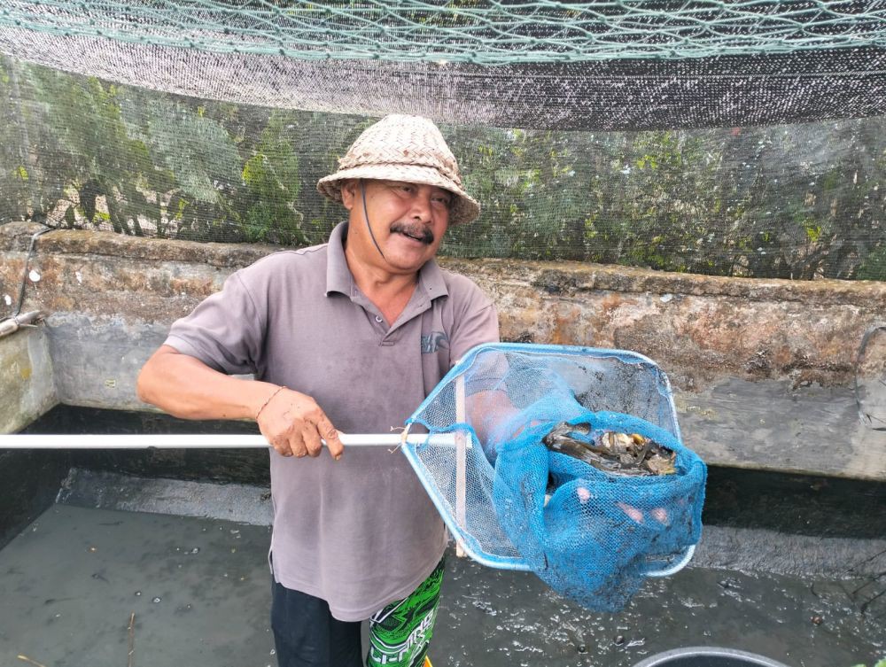 Cara Ternak Katak Lembu di Tabanan, Cepat Ludes Sekali Panen