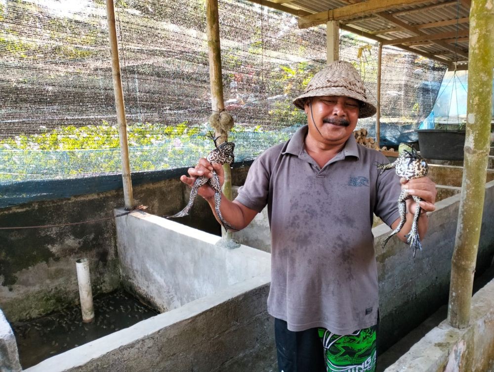 Cara Ternak Katak Lembu di Tabanan, Cepat Ludes Sekali Panen