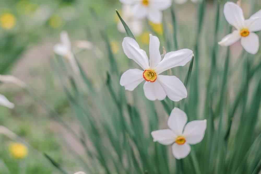 5 Makna Bunga Daffodil, Harapan Hingga Kesedihan!