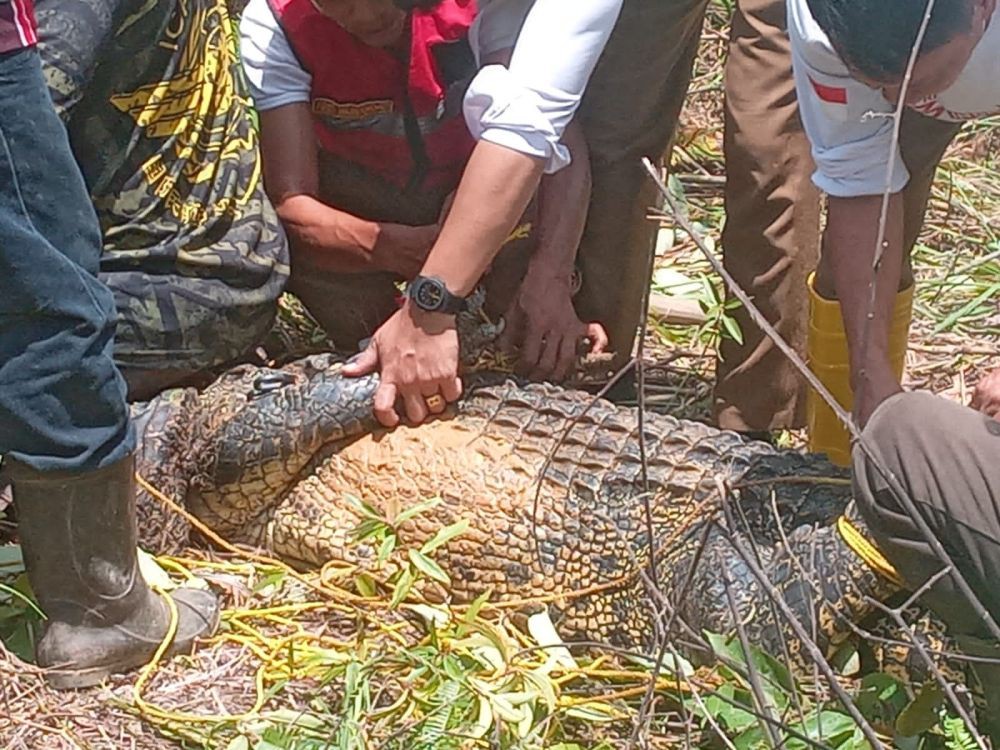 Petugas Mengevakuasi Buaya Seberat 150 Kg di Bandara Hang Nadim Batam