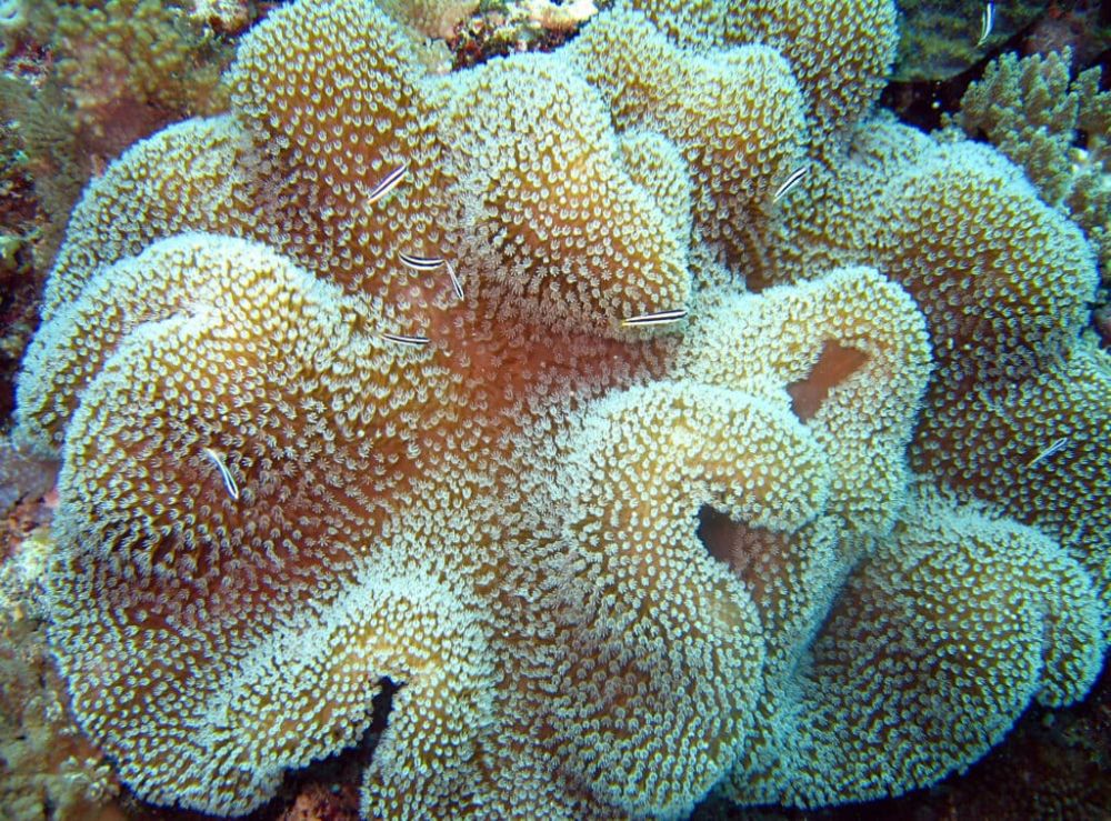 7 Makanan Favorit Penyu, Ada Soup Coral Lho