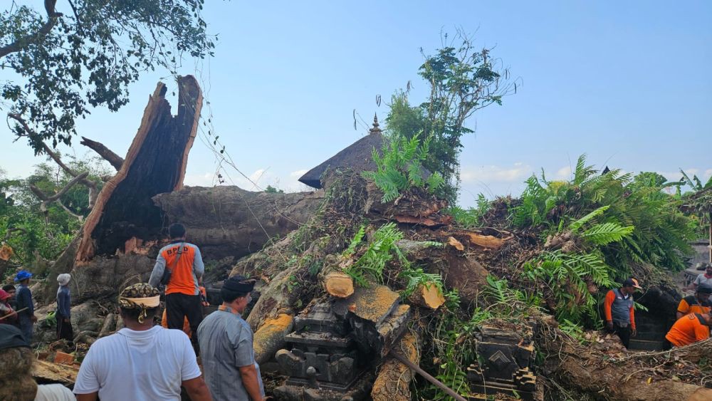 Pohon Sakral Ratusan Tahun Tumbang di Klungkung, Bangunan Pura Rusak